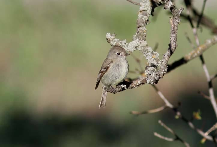 Hammond's Flycatcher verified (1)