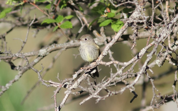 Hammond's Flycatcher verified 2 (3)