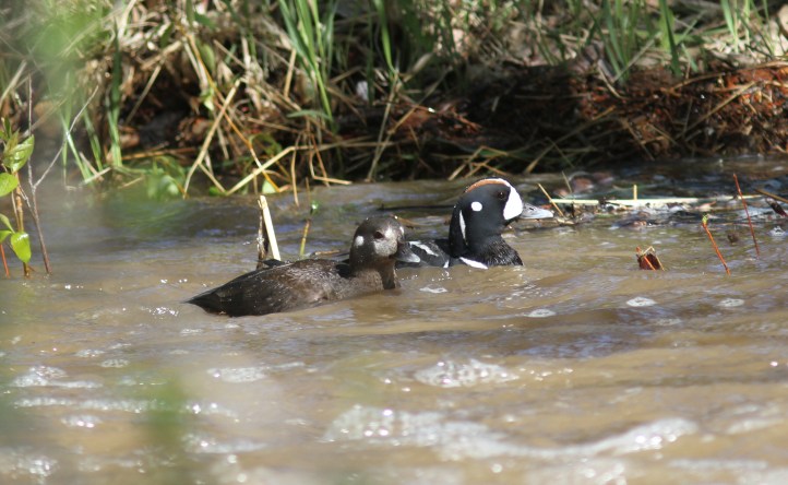 Harlequin Duck jks (4)