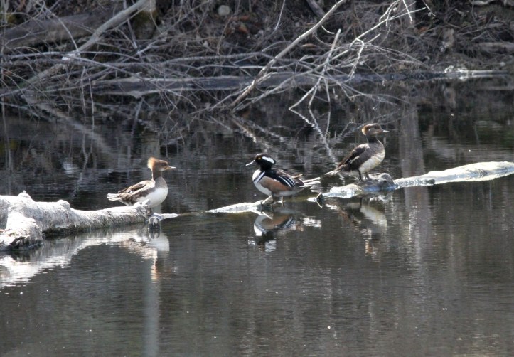 Hooded Merganser 7hd