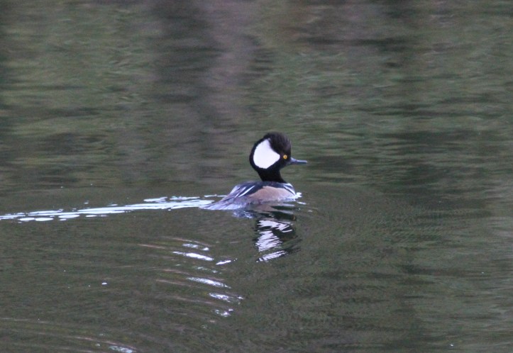 Hooded Merganser gh3ax2