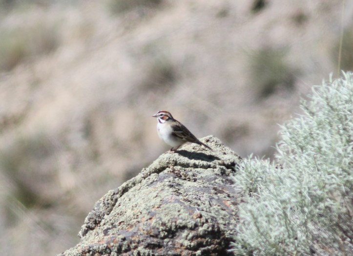 Lark Sparrow 2g