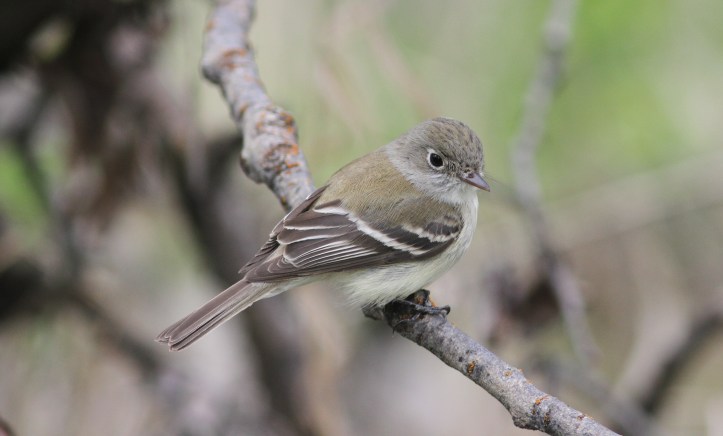 Least Flycatcher gfj2a (5)g