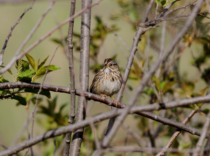 Lincoln's Sparrow 98hj2