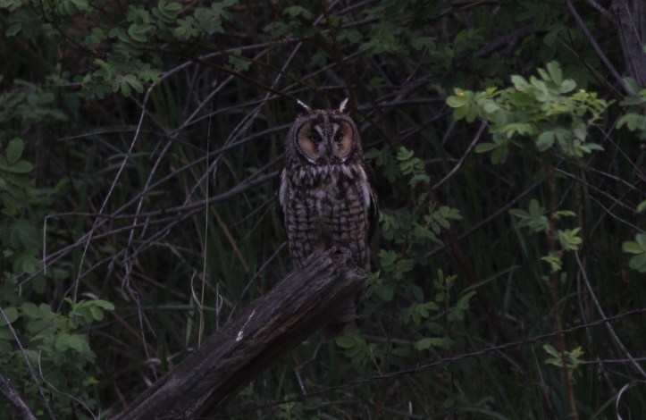 Long-eared Owl 21 (9)blog