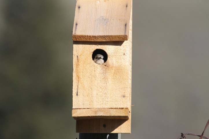 Mountain Bluebird 78ghj2s