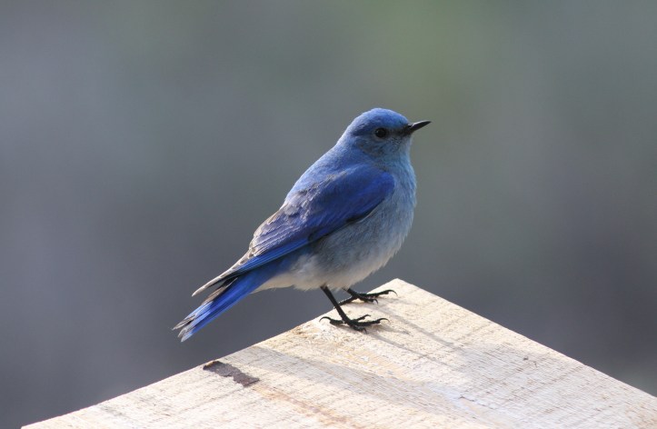 Mountain Bluebird 7ndg