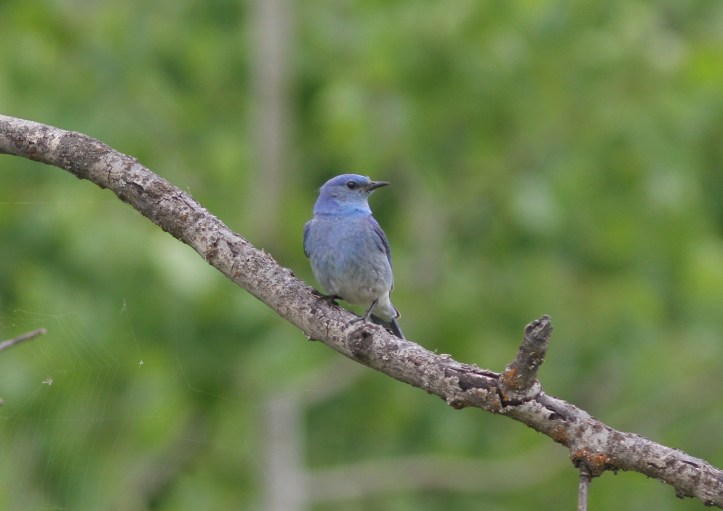 Mountain Bluebird 87k3