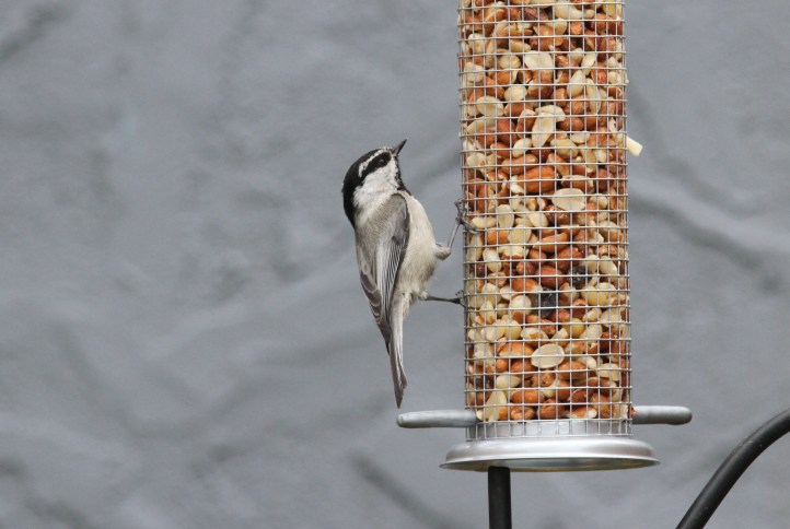 Mountain Chickadee 89hjk2