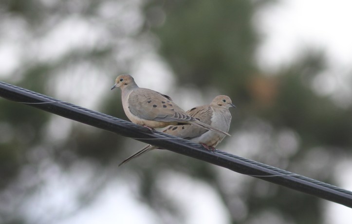 Mourning Dove lsns