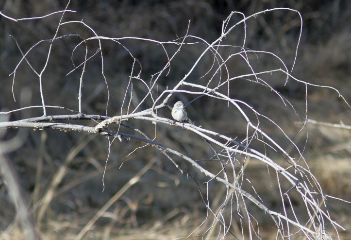 Myrtle Yellow-rumped Warbler cx