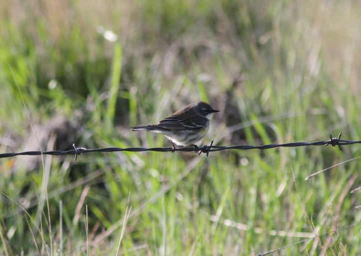 Myrtle Yellow-rumped Warbler hj3g