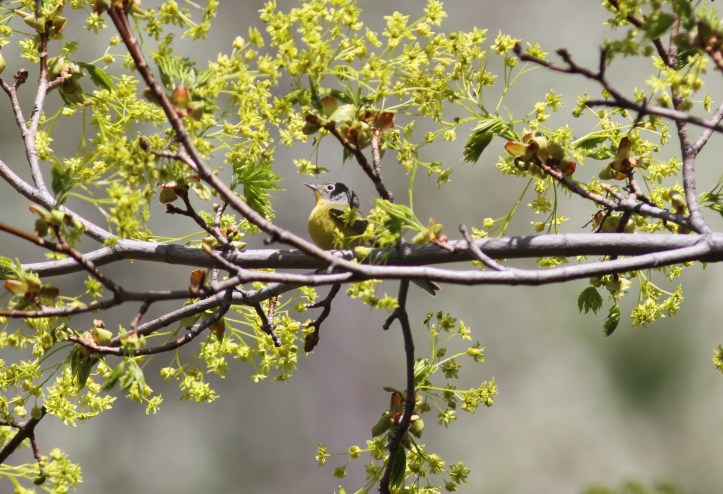 Nashville Warbler hgjga