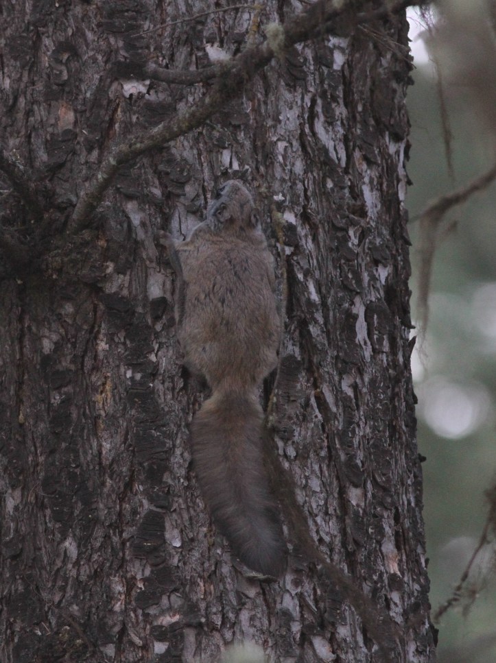 Northern Flying Squirrel 1 (8)g