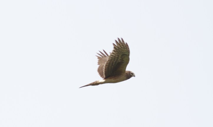 Northern Harrier hgkjhg2