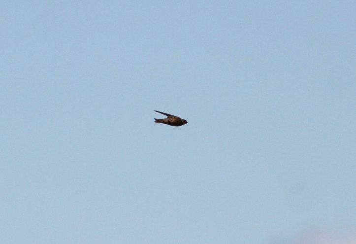 Northern Rough-winged Swallow 098jhcg