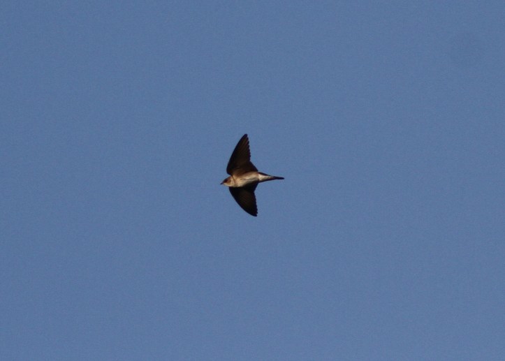 Northern Rough-winged Swallow 09jk3