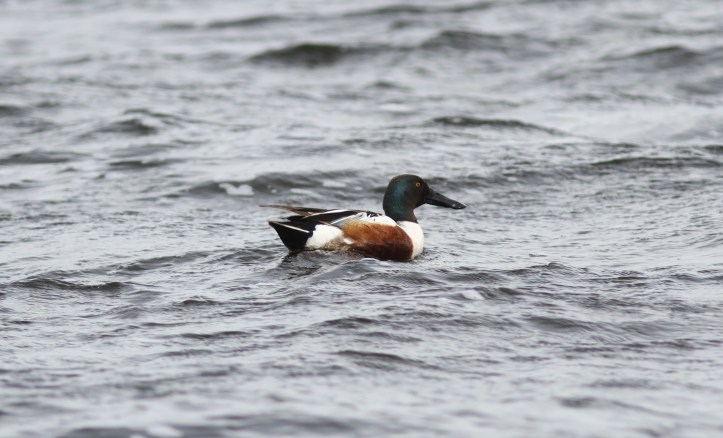 Northern Shoveler hjklss