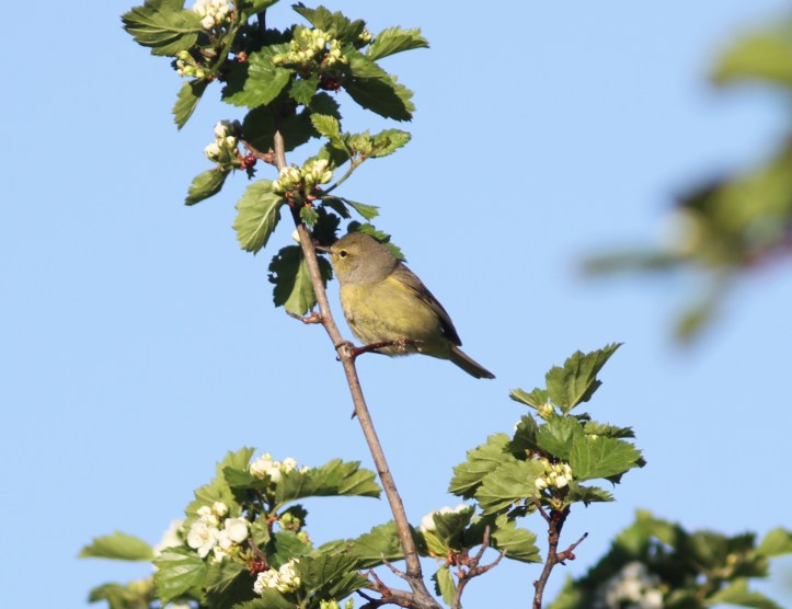 Orange-crowned Warbler hgjh3x