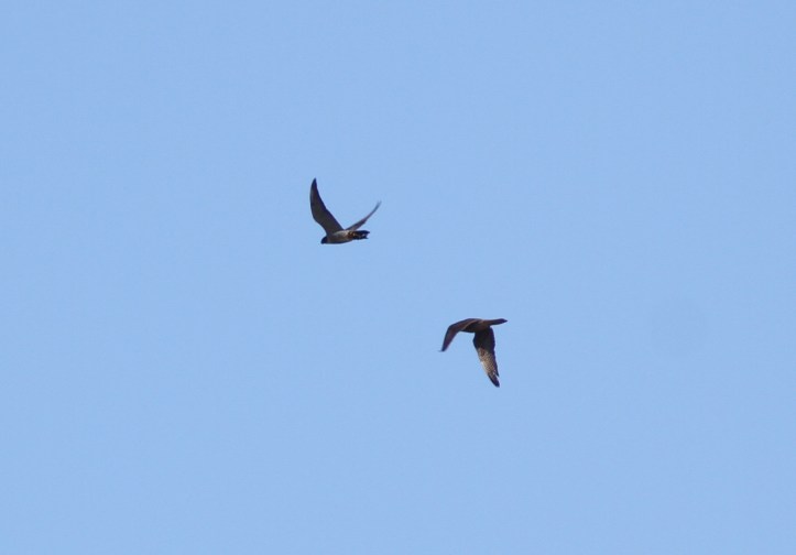 Peregrine Falcon 78hj3