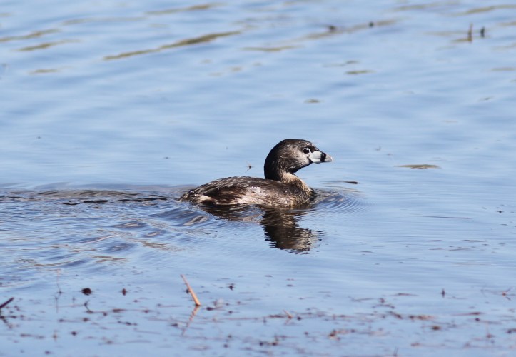 Pied-billed Grebe jlh2