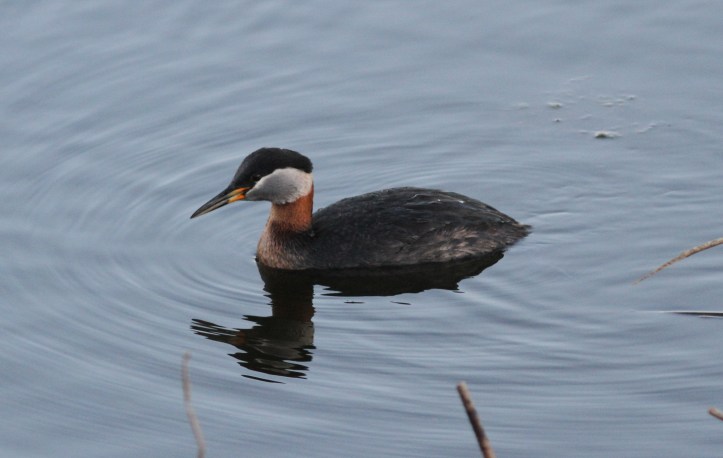 Red-necked Grebe 89l3g