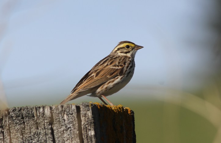 Savannah Sparrow 78ghh3g