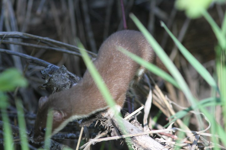 Short-tailed Weasel