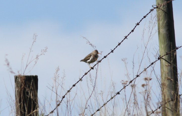 Spotted Sandpiper 88bhh3g