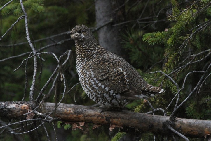 Spruce Grouse 34g