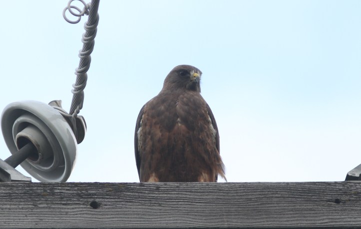 Swainson's Hawk 78hjk3