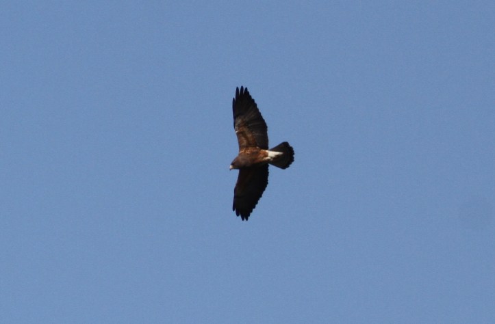Swainson's Hawk 89jh2g