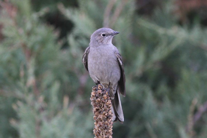 Townsend's Solitaire 89gj (3)g