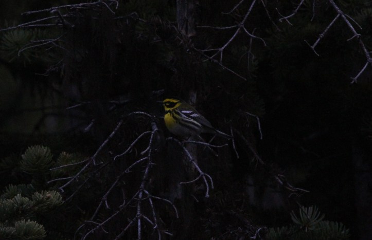 Townsend's Warbler hgh3s