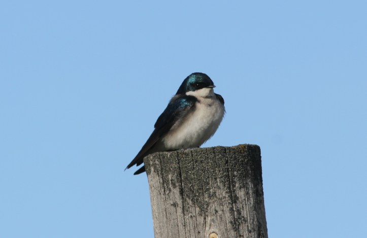 Tree Swallow 90kj3