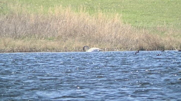 Trumpeter Swan 4