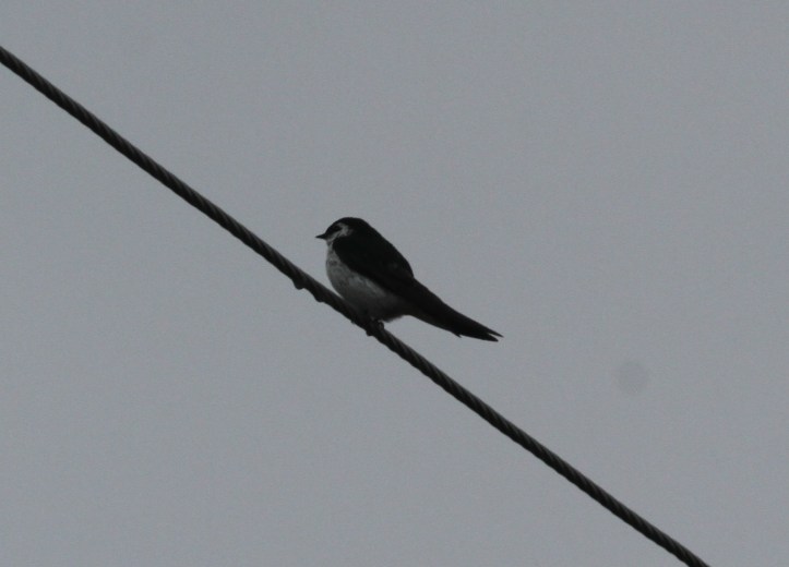 Violet-green Swallow ghj2x