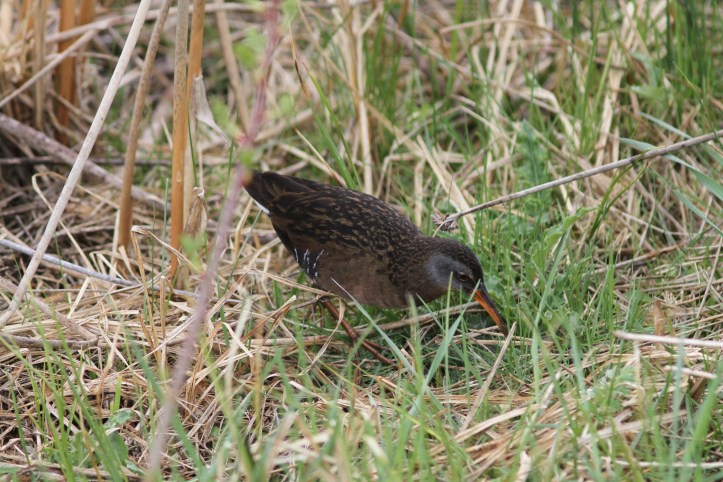 Virgina Rail 12 (1)g