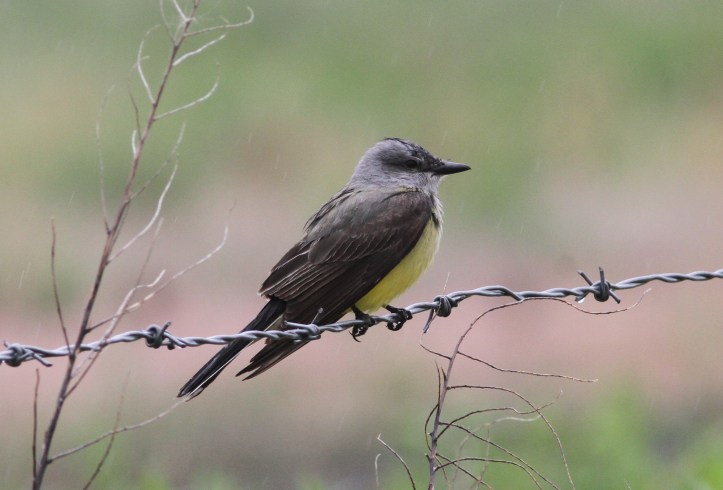 Western Kingbird 87hj3xg