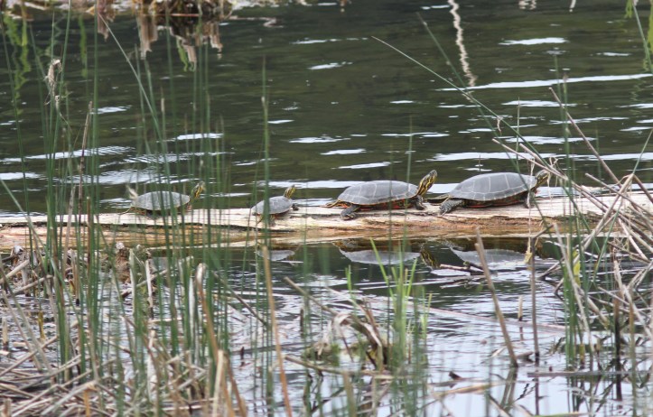 Western Painted Turtle 6ghj3