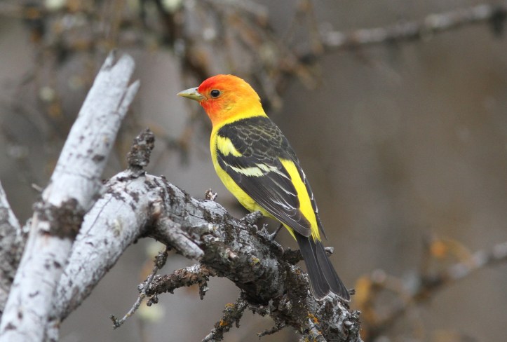 Western Tanager 1 (1)g