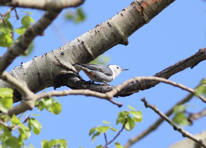 White-breasted Nuthatch 89cd (2)g