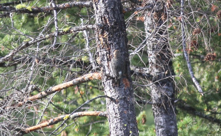 Williamson's Sapsucker 4 (2)g