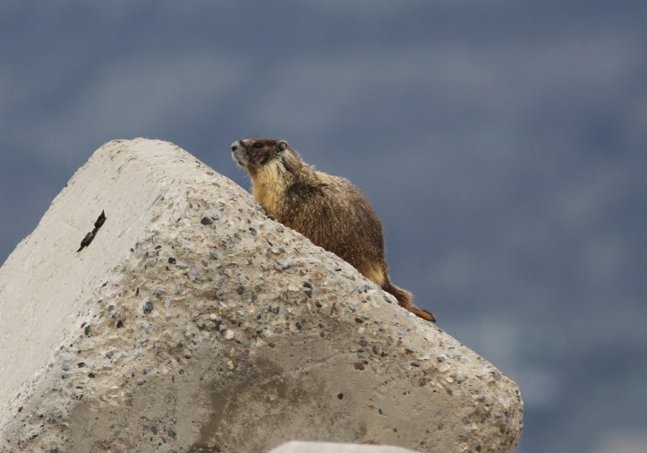 Yellow-bellied Marmot gjhkj4