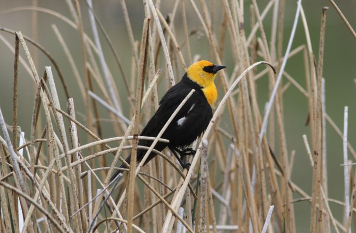 Yellow-headed Blackbird 89hj3