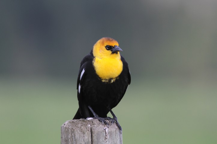 Yellow-headed Blackbird jhgws