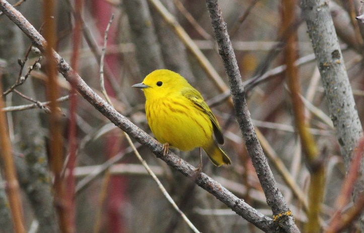 Yellow Warbler 1 (2)g