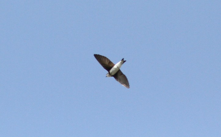 Bank Swallow 76jk3