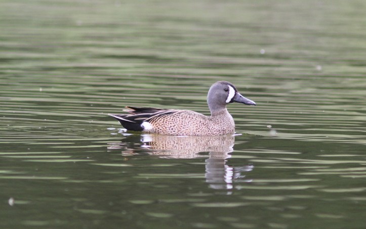 Blue-winged Teal 37jgkh2
