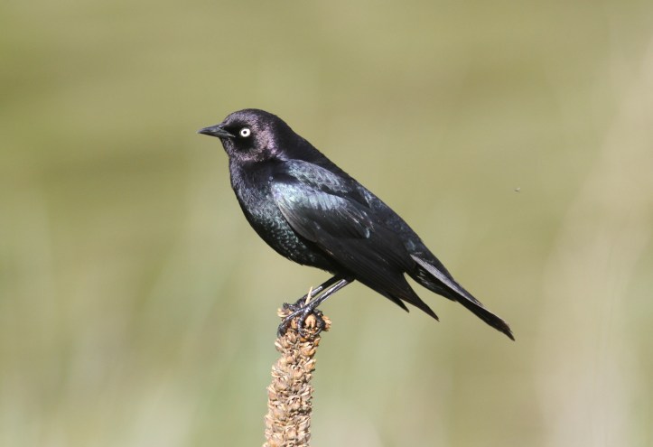 Brewer's Blackbird 87khg3